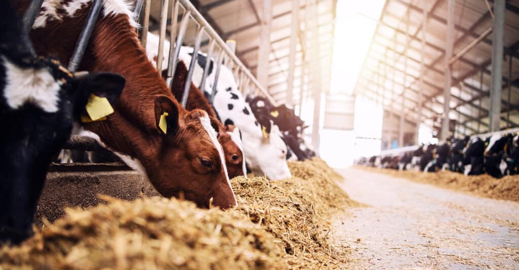 Vaches brunes et noires, avec boucles d'oreille jaunes, se nourrissent de foin dans une étable moderne et lumineuse.