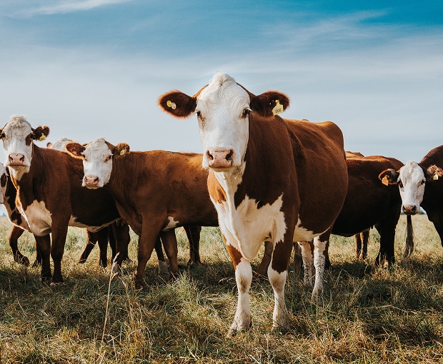 Vaches Hereford marron et blanches regardant la caméra dans un champ d'herbe sous un ciel bleu clair. Une vache au premier plan.