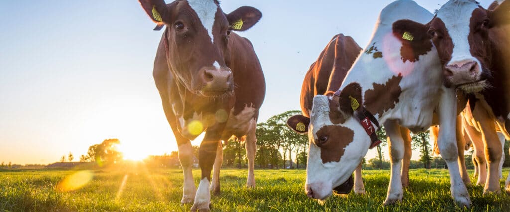Vaches curieuses, boucles d'oreilles 2511, 2611, 2615, 2686 et collier '7 7', dans un pré verdoyant au coucher de soleil.
